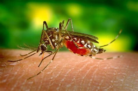 is dengue a virus